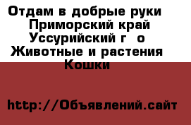 Отдам в добрые руки  - Приморский край, Уссурийский г. о.  Животные и растения » Кошки   